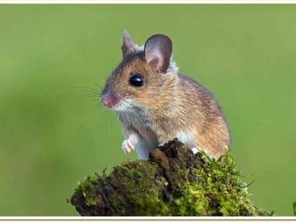 Мышиная лихорадка: как защитить себя?