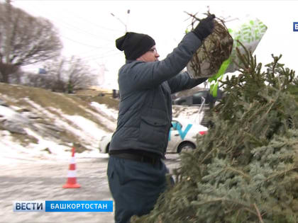 В Башкирии реализуется акция по утилизации новогодних елей