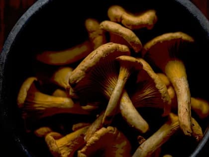 Диетолог рассказал о противопоказаниях к употреблению грибов
