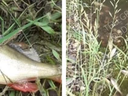 "Все погибли": жительница Башкирии обратилась к главе республики