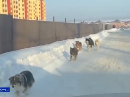 В Башкирии стаи бродячих собак нападают на людей
