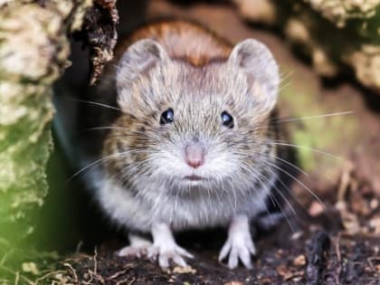 Как не заболеть геморрагической лихорадкой с почечным синдромом ГЛПС, в народе – «мышиная лихорадка»