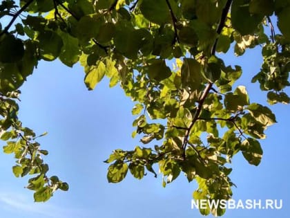8 июля в Башкирии ожидается жара до +34 градусов