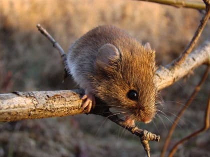 Мышиная лихорадка: опасность вне сезона