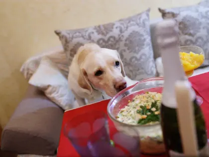 Врачи Башкирии рассказали о сроках хранения салатов