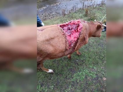 В Ишимбайском районе медведь напал на корову