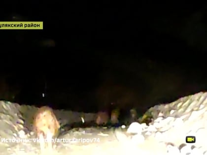 Глава одного из районов Башкирии заснял на видео семейство диких кабанов