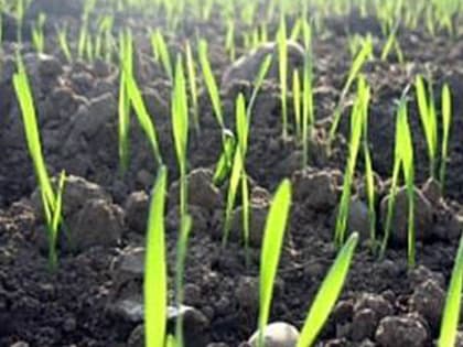 Сок из ростков пшеницы стал «Продуктом Башкортостана»