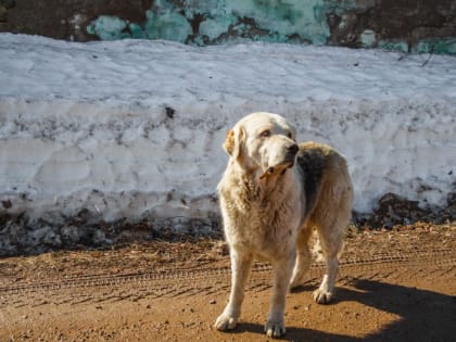 В Шашке бродячие собаки покусали 13-летнюю девочку