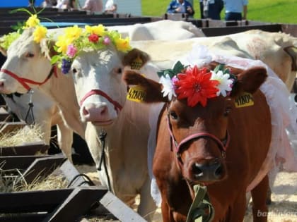 Башкирия — на 7 месте в РФ по уровню поддержки инвесторов в сфере АПК