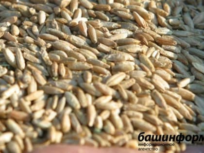 Отпускные цены на сельхозпродукцию в Башкирии за год выросли на 1%