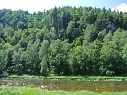 В Башкирии на аукцион выставлено 18,5 тысяч кубометров леса