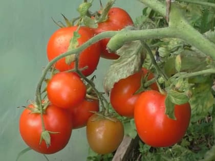 «Хищная» подкормка увеличит урожай томатов в 10 раз: поливайте таким составом кусты 5 дней — только смелые огородники пойдут на это