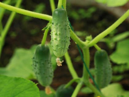 «Вырастут за ночь»: после этой подкормки в августе огурцы резко пойдут в рост