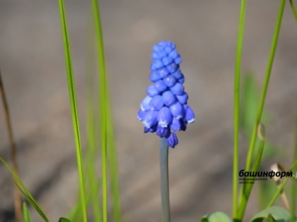 В Башкирии в ближайшие три дня будет тепло и дождливо