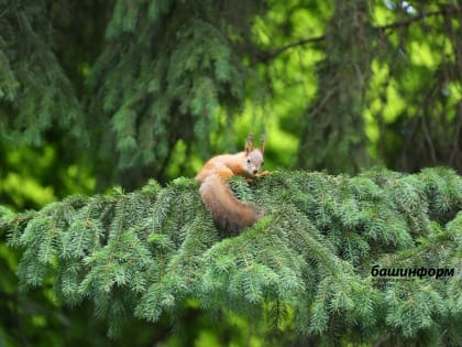 Сегодня отмечается профессиональный праздник всех работников леса