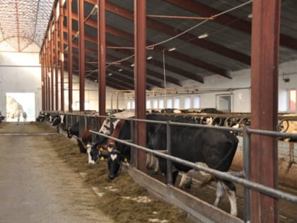 Тяжелые инфекции привели к значительному снижению поголовья скота в Башкирии