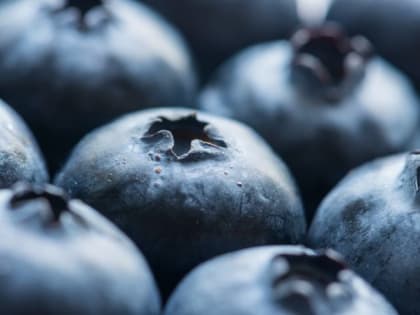 Простая подкормка для голубики: урожай будет некуда девать