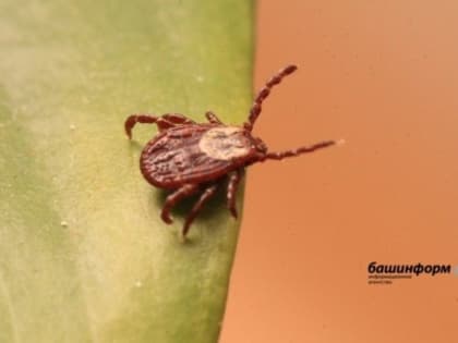 В Башкирии стремительно растет число пострадавших от укусов клещей