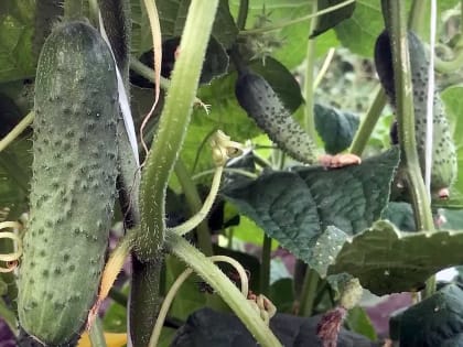 Огурцам в жаркую погоду — обязательно: примите эти меры для сохранения урожая — советует опытный садовод