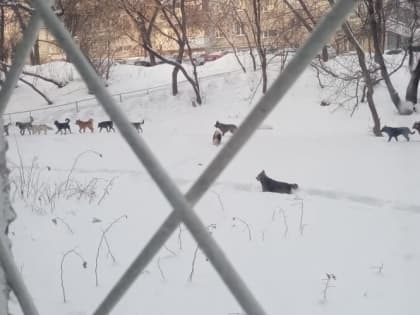 Житель Уфы рассказал о стае бродячих собак около школы и детской площадки