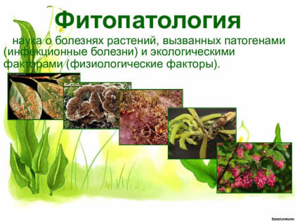 Фитопатологический анализ