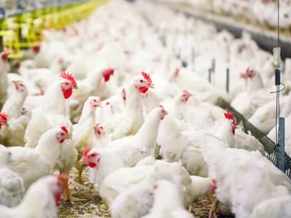 Ограничен ввоз птицеводческой продукции из Франции и Канады