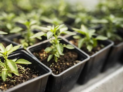 Замочите семена в этом растворе: взойдут уже на третий день