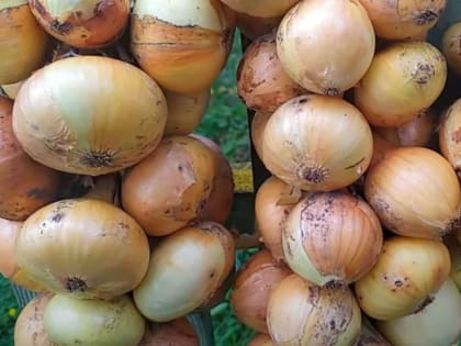 Удивительный способ увеличить урожай лука: три ингредиента, которые нужно развести в воде и полить в июне