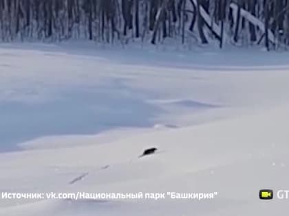 Выдру-бегунью засняли недалеко от Юмагузинского водохранилища в Башкирии