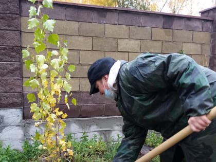 Посадка деревьев