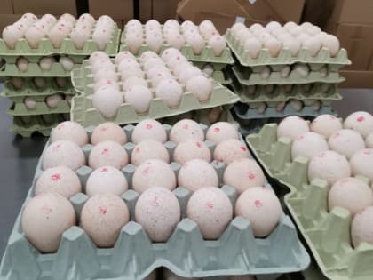 Индюшата из Словакии вылупятся в Башкирии