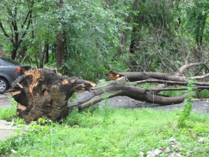 Упавшее дерево перегородило дорогу в Иглинском районе