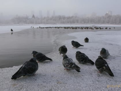 Днем потеплее до +4°: прогноз погоды в Башкирии на выходные