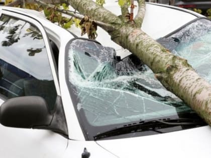 В Уфе упавшие деревья повредили четыре автомобиля