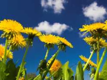 Это не сорняк, а клад: используйте его для полива помидоров и наслаждайтесь невиданным урожаем — простая смесь с водой