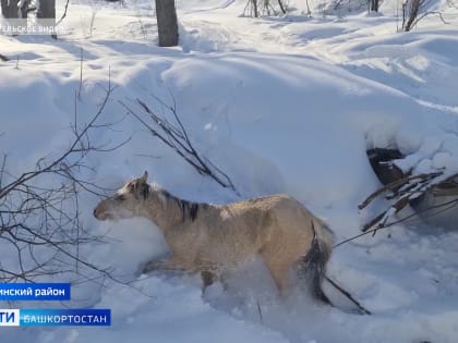 Опасная ловушка: в Башкирии сотни лошадей оказались в снежном плену