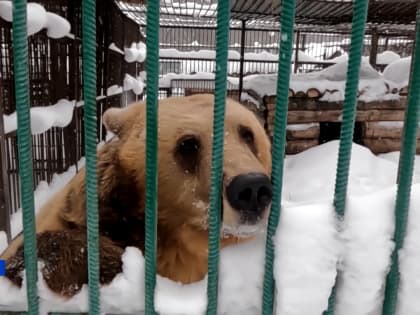 Из-за нестабильной погоды в уфимском вольерном хозяйстве до сих пор не могут уснуть медведи