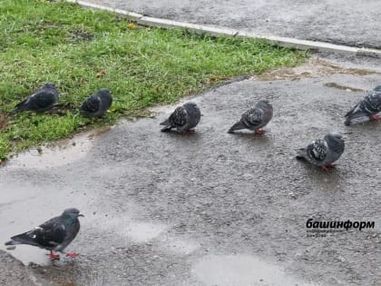 Жители Стерлитамака пожаловались на массовую гибель птиц в черте города