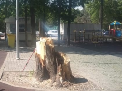 В уфимском парке огромное дерево рухнуло на детскую площадку