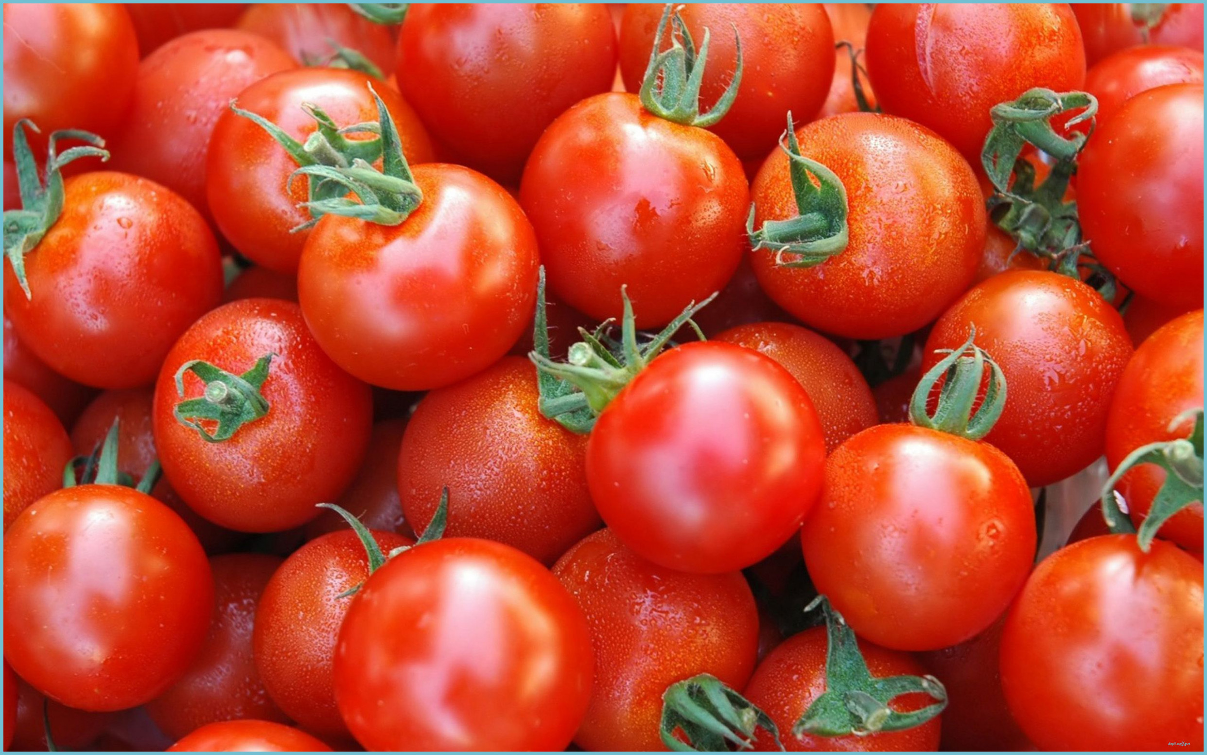 Fresh Tomatoes | తాజా టమాటాలు