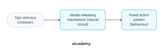 Flowchart of the ethological sequence: a sign stimulus, or releaser, triggers the innate releasing mechanism, a neural circuit, which in turn releases the fixed action pattern of behaviour.