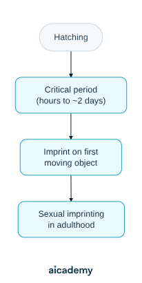 Flowchart of Lorenz's argument: hatching is followed by a critical period of a few hours to about two days, during which the gosling imprints on the first moving object it sees, which then shapes its sexual imprinting in adulthood.