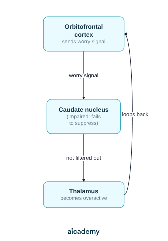 Flowchart of the worry circuit in OCD: the orbitofrontal cortex sends a worry signal to the caudate nucleus, which when impaired fails to filter it out, so the thalamus becomes overactive and loops the signal back to the orbitofrontal cortex.