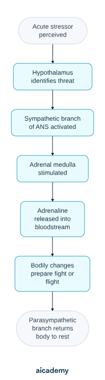Flowchart of the sympathomedullary pathway: an acute stressor is perceived, the hypothalamus activates the sympathetic branch of the ANS, this stimulates the adrenal medulla to release adrenaline, and bodily changes prepare fight or flight.