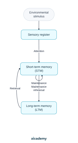 Flowchart of the multi-store model: a stimulus enters the sensory register, attention passes it to short-term memory, maintenance rehearsal transfers it to long-term memory, and retrieval brings it back to STM.