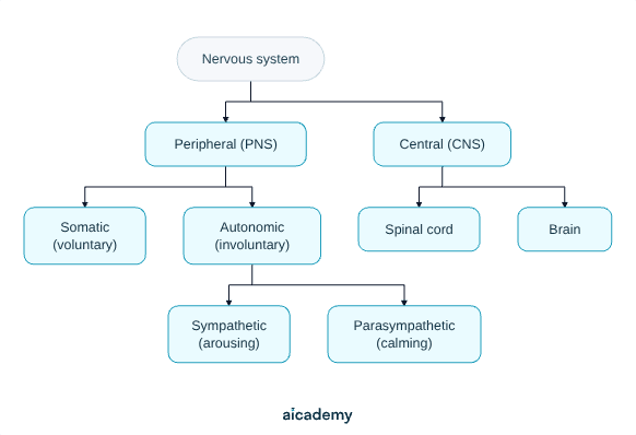 Branching tree of the nervous system: it splits into central and peripheral; the central divides into brain and spinal cord; the peripheral divides into somatic and autonomic; and the autonomic divides into sympathetic and parasympathetic.