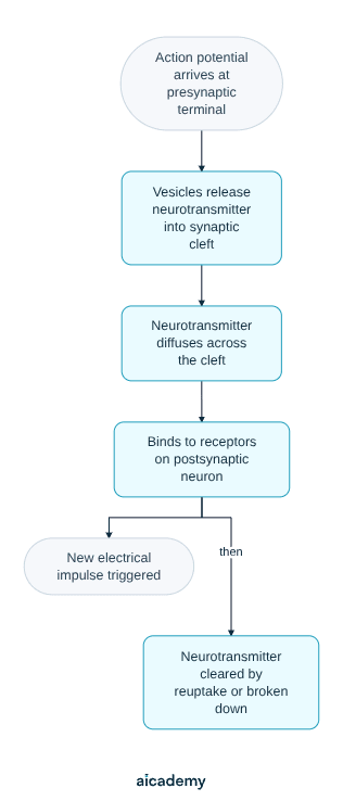Flowchart of synaptic transmission: an action potential reaches the presynaptic terminal, vesicles release neurotransmitter into the cleft, it diffuses across and binds to postsynaptic receptors, triggering a new impulse and then being cleared.