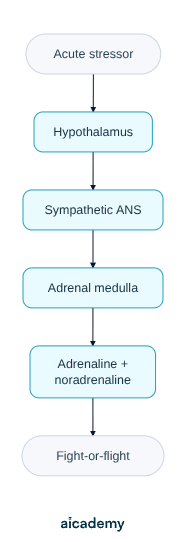 Flowchart of the sympathomedullary pathway: an acute stressor activates the hypothalamus, which triggers the sympathetic branch of the ANS, then the adrenal medulla, which releases adrenaline and noradrenaline to produce fight-or-flight.
