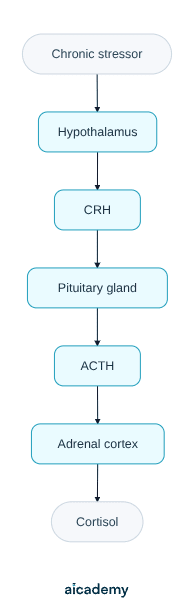 Flowchart of the HPA system: a chronic stressor activates the hypothalamus, which releases CRH to the pituitary gland, which releases ACTH to the adrenal cortex, which releases cortisol.